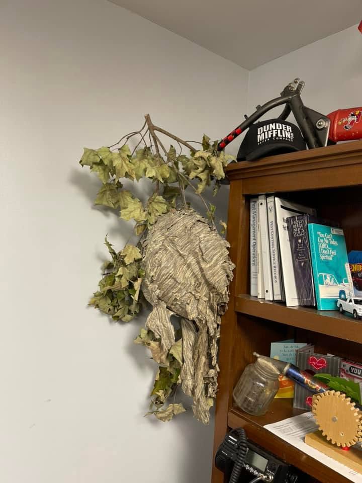 A large papery nest displayed on the office wall beside a bookshelf of pest management manuals