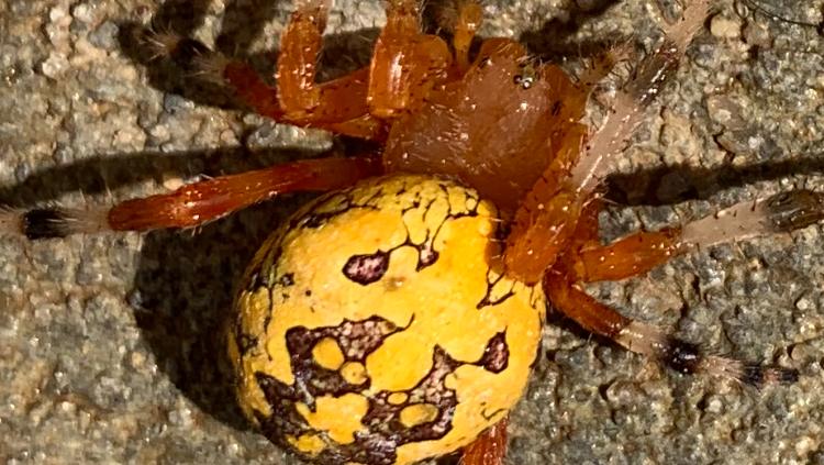 Close-up of a spider on rock