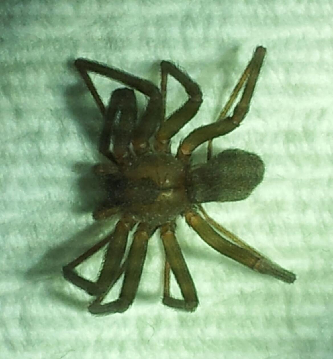 Close-up of a spider on a paper towel