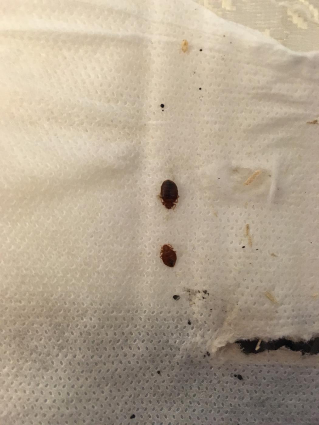 Inspection photo of insects and staining on mattress fabric
