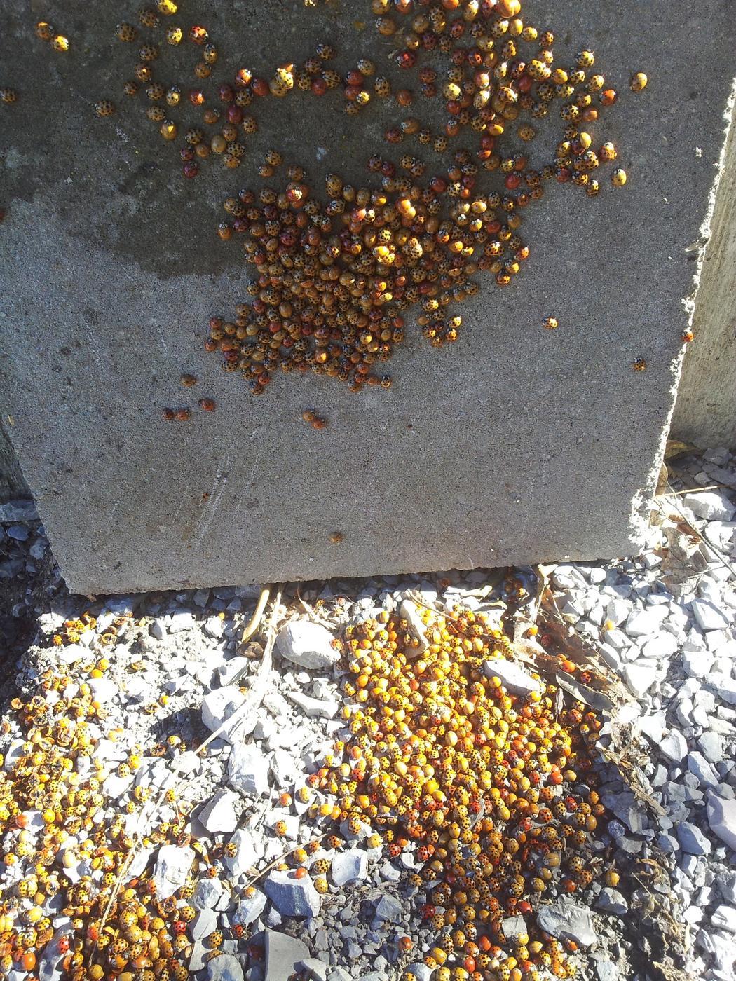A swarm of beetles clustered on a concrete foundation wall