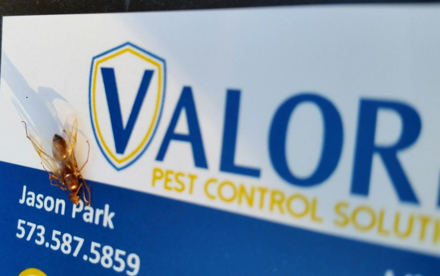 A winged insect resting on a Valor Pest Control card